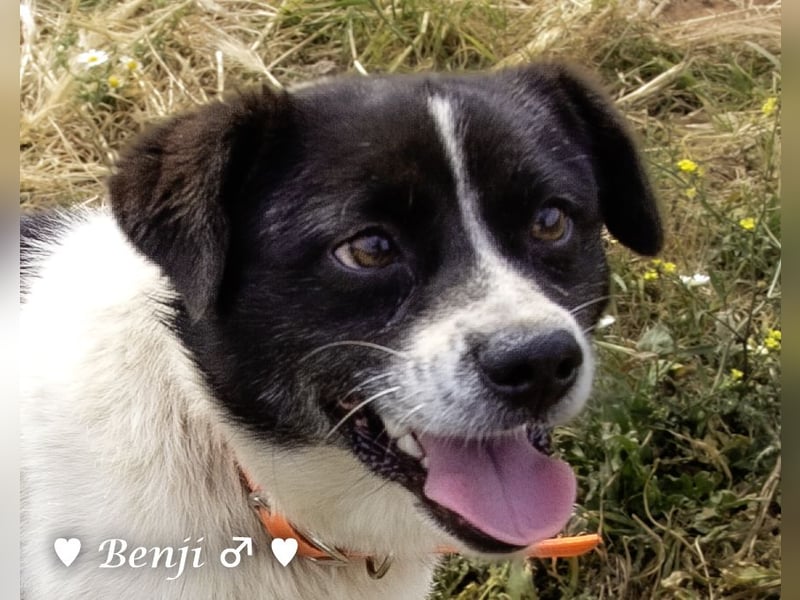 Kokonimix Bo und Benji suchen ab sofort ein Zuhause