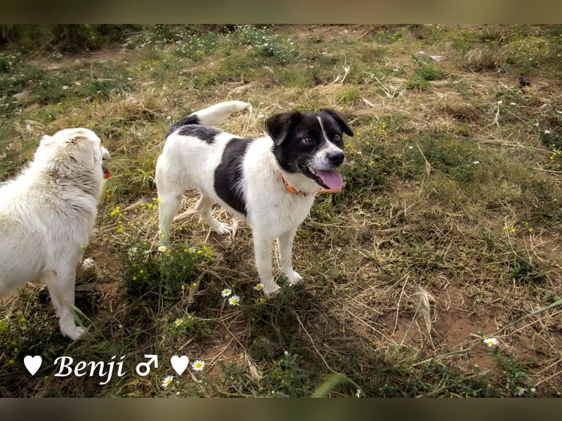 Kokonimix Bo und Benji suchen ab sofort ein Zuhause