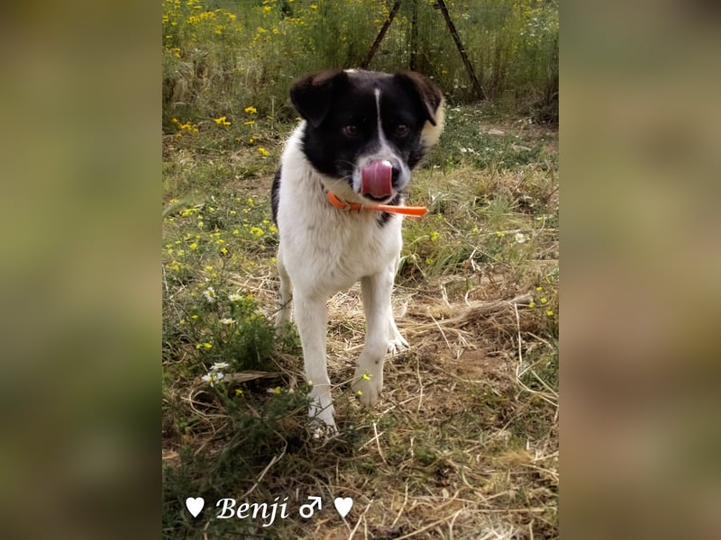 Kokonimix Bo und Benji suchen ab sofort ein Zuhause
