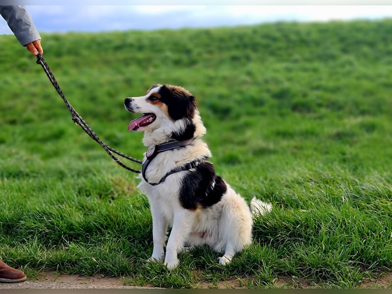 Charlie- ein liebevoller Kokoni-Mix sucht sein Zuhause