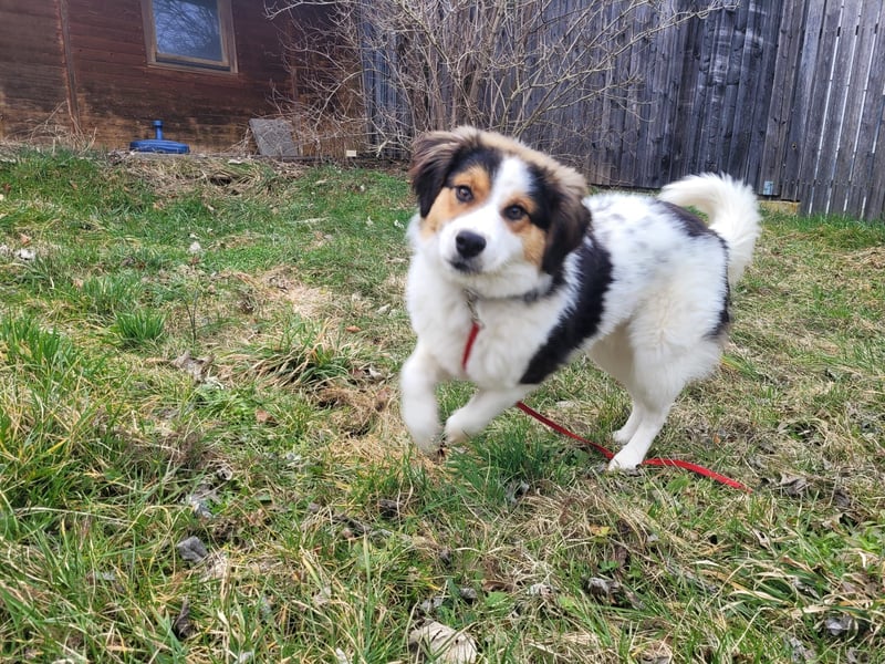 Charlie- ein liebevoller Kokoni-Mix sucht sein Zuhause