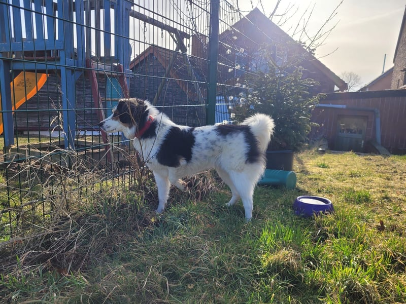 Charlie- ein liebevoller Kokoni-Mix sucht sein Zuhause