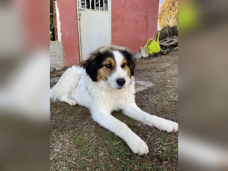 Charlie- ein liebevoller Kokoni-Mix sucht sein Zuhause