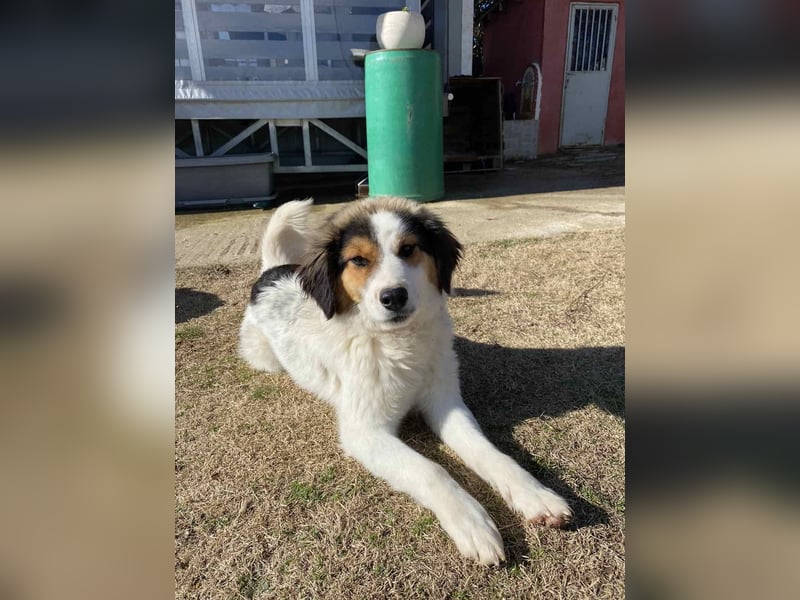 Charlie- ein liebevoller Kokoni-Mix sucht sein Zuhause