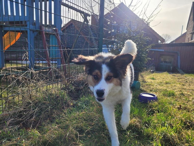 Charlie- ein liebevoller Kokoni-Mix sucht sein Zuhause