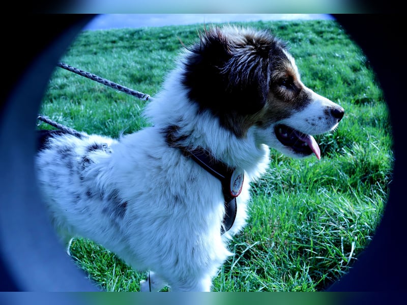 Charlie- ein liebevoller Kokoni-Mix sucht sein Zuhause