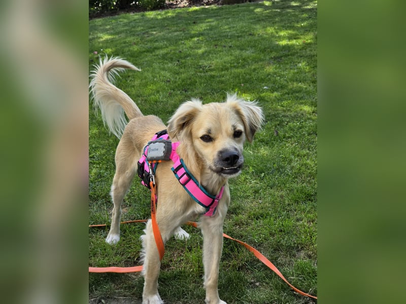 Toller Familienhund sucht ein Zuhause