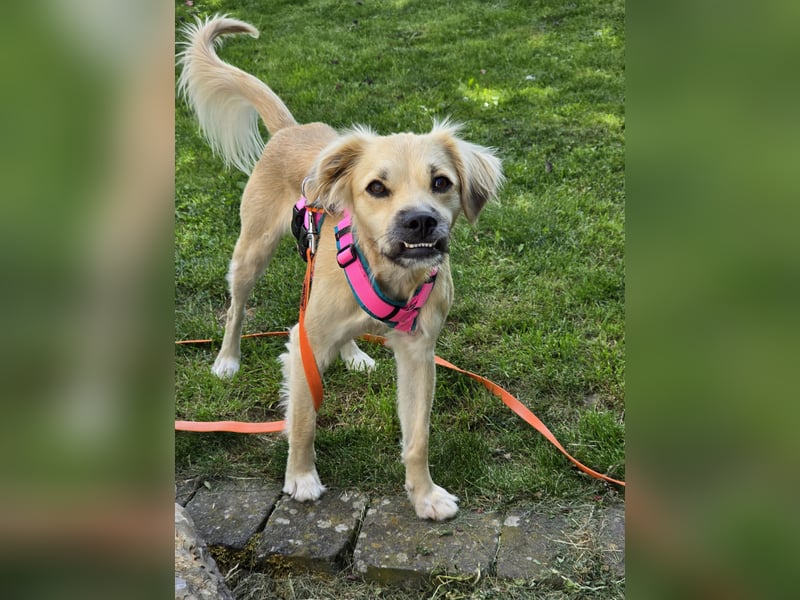 Toller Familienhund sucht ein Zuhause