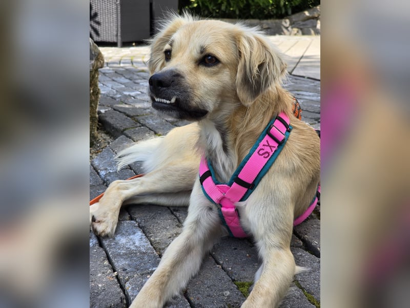 Toller Familienhund sucht ein Zuhause