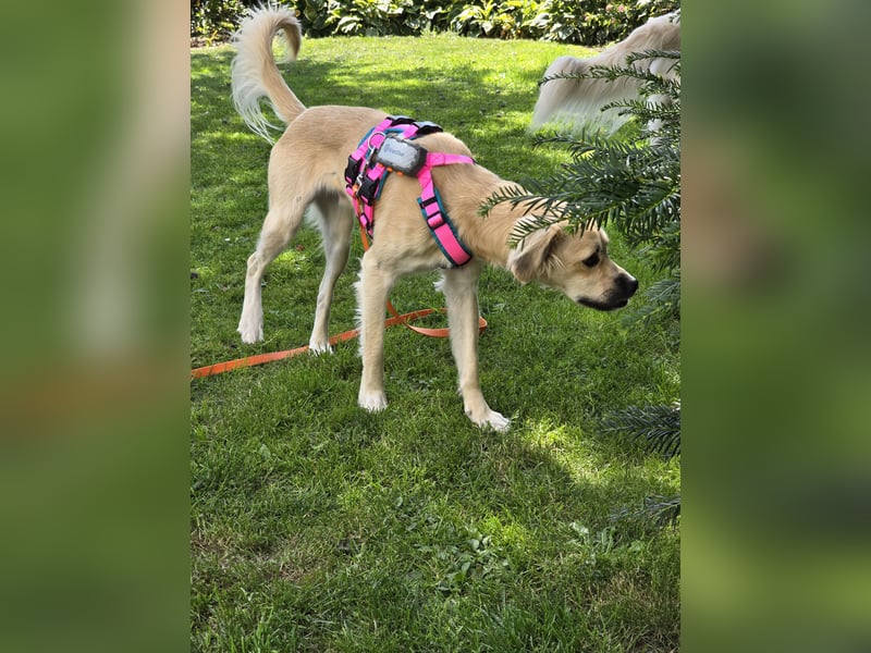 Toller Familienhund sucht ein Zuhause