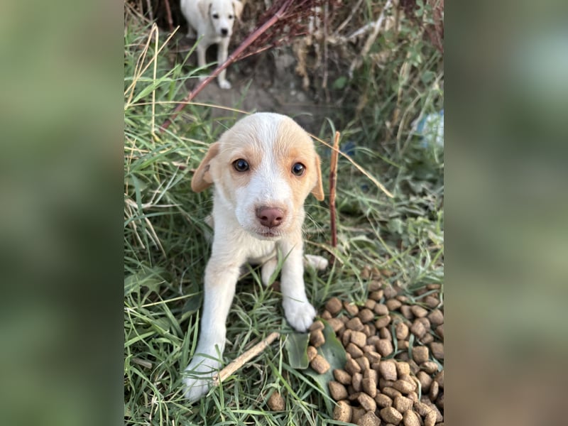 Sonic - kleiner Kämpfer sucht sein Glück