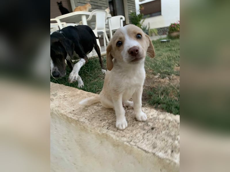 Sonic - kleiner Kämpfer sucht sein Glück