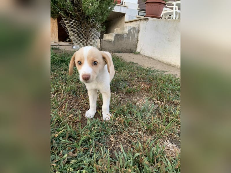 Sonic - kleiner Kämpfer sucht sein Glück