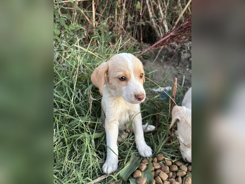 Sonic - kleiner Kämpfer sucht sein Glück