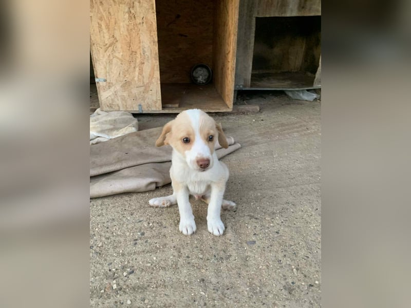 Sonic - kleiner Kämpfer sucht sein Glück