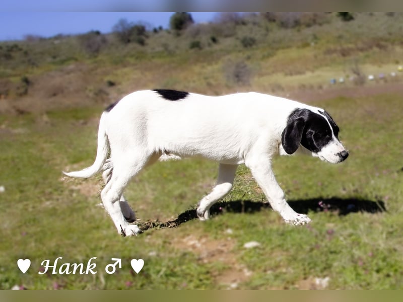 Holly, Hank, Harold und Herbie suchen ab sofort ein Zuhause