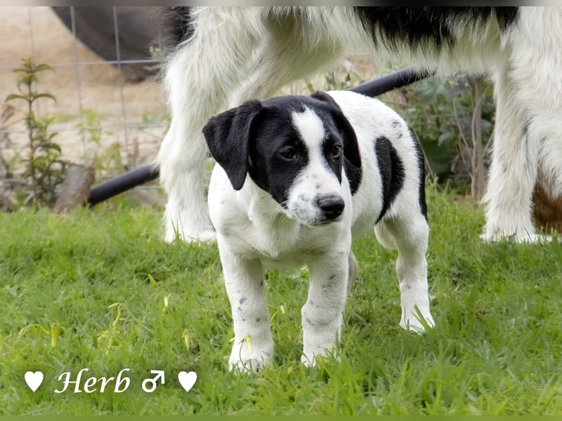 Holly, Hank, Harold und Herbie suchen ab sofort ein Zuhause