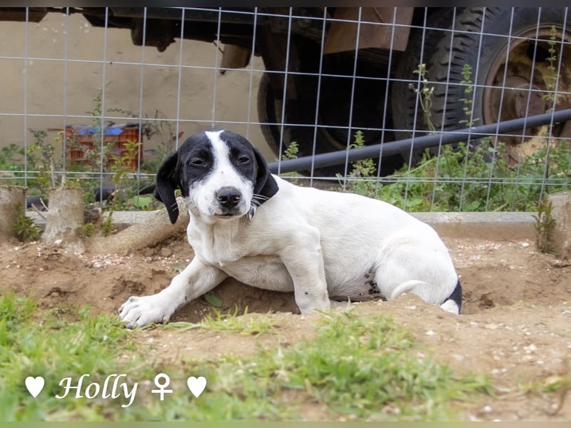 Holly, Hank und Herbie suchen ab sofort ein Zuhause