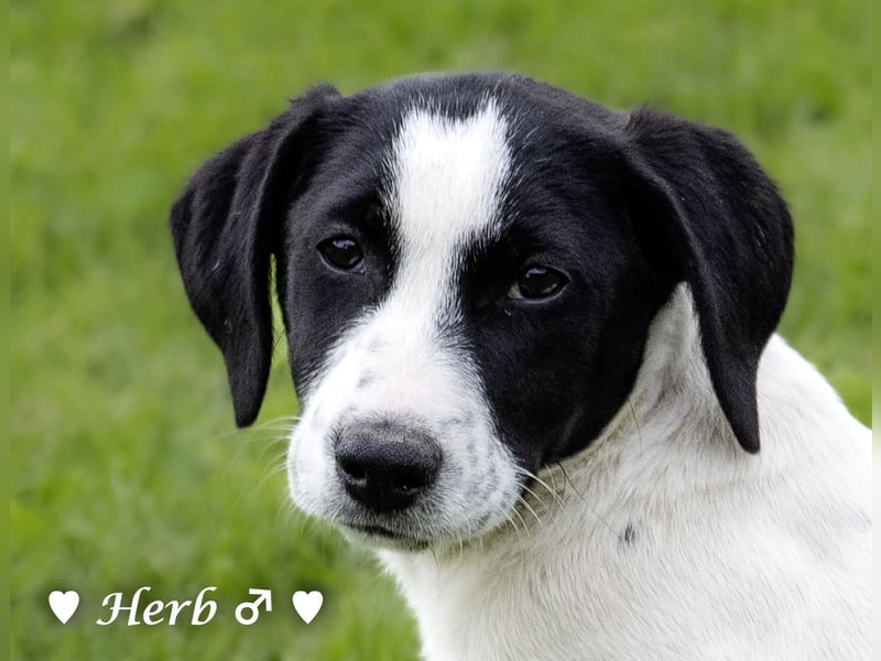 Holly, Hank, Harold und Herbie suchen ab sofort ein Zuhause