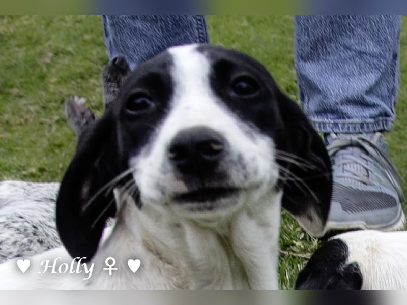 Holly, Hank und Herbie suchen ab sofort ein Zuhause