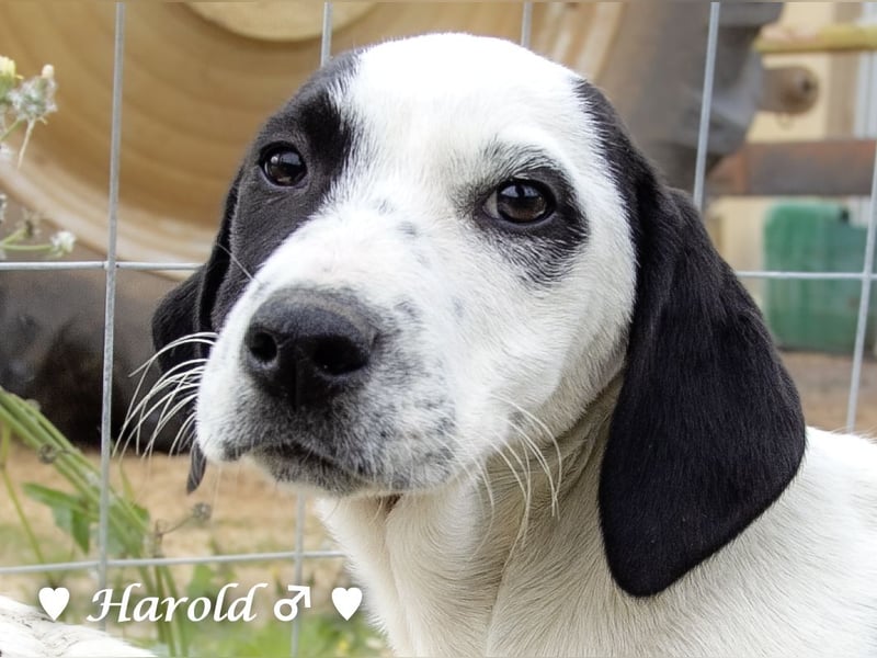 Holly, Hank, Harold und Herbie suchen ab sofort ein Zuhause