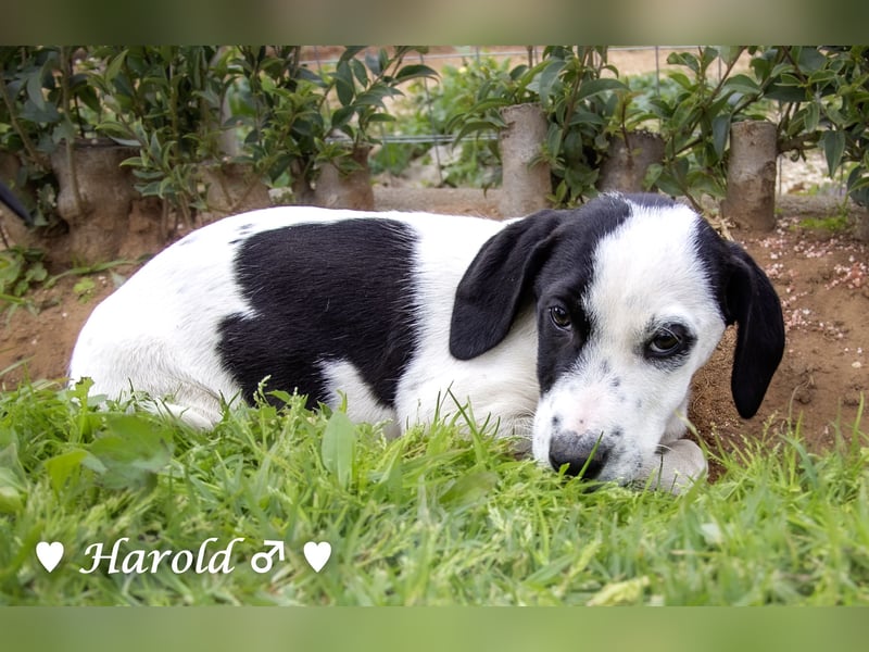 Holly, Hank, Harold und Herbie suchen ab sofort ein Zuhause