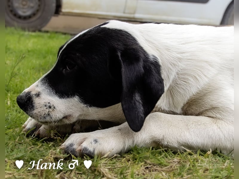 Holly, Hank, Harold und Herbie suchen ab sofort ein Zuhause