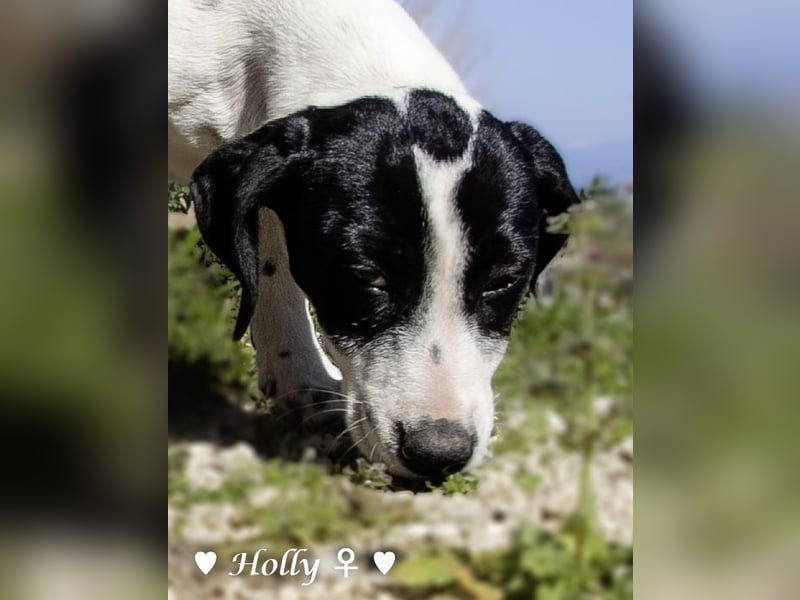 Holly und Hank  suchen ab sofort ein Zuhause