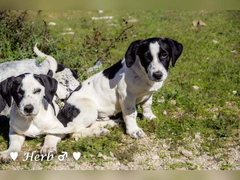 Holly, Hank, Harold und Herbie suchen ab sofort ein Zuhause