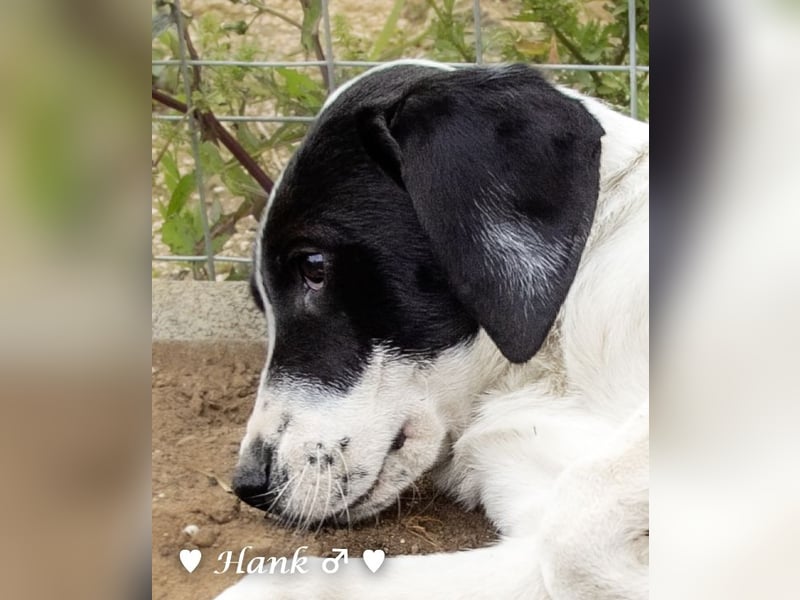 Holly und Hank  suchen ab sofort ein Zuhause