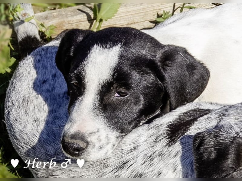 Holly, Hank, Harold und Herbie suchen ab sofort ein Zuhause