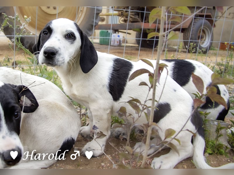 Holly, Hank, Harold und Herbie suchen ab sofort ein Zuhause