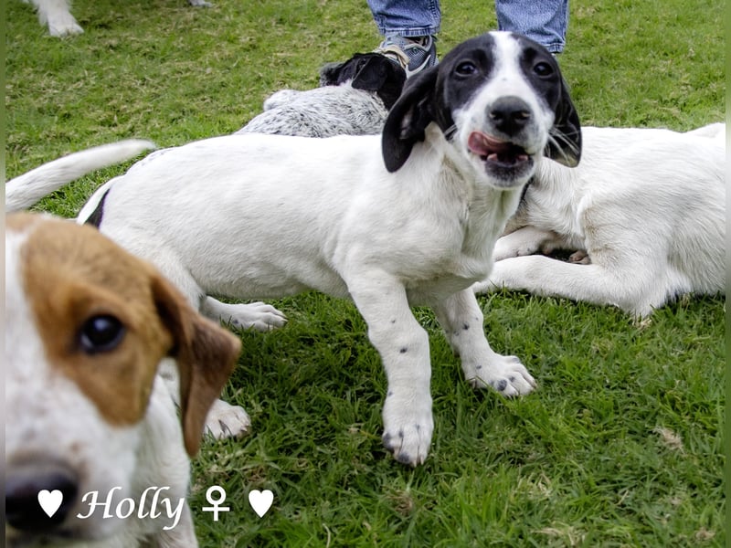 Holly und Hank  suchen ab sofort ein Zuhause
