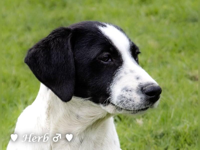 Holly, Hank und Herbie suchen ab sofort ein Zuhause