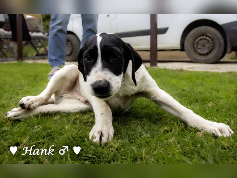 Holly, Hank, Harold und Herbie suchen ab sofort ein Zuhause