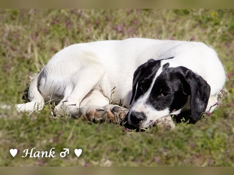 Holly, Hank und Herbie suchen ab sofort ein Zuhause