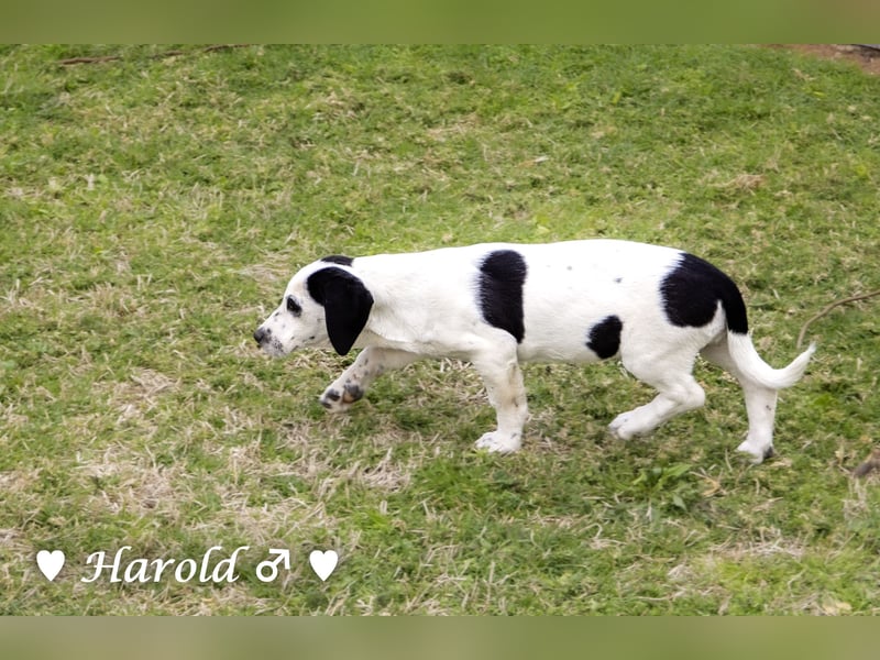 Holly, Hank, Harold und Herbie suchen ab sofort ein Zuhause