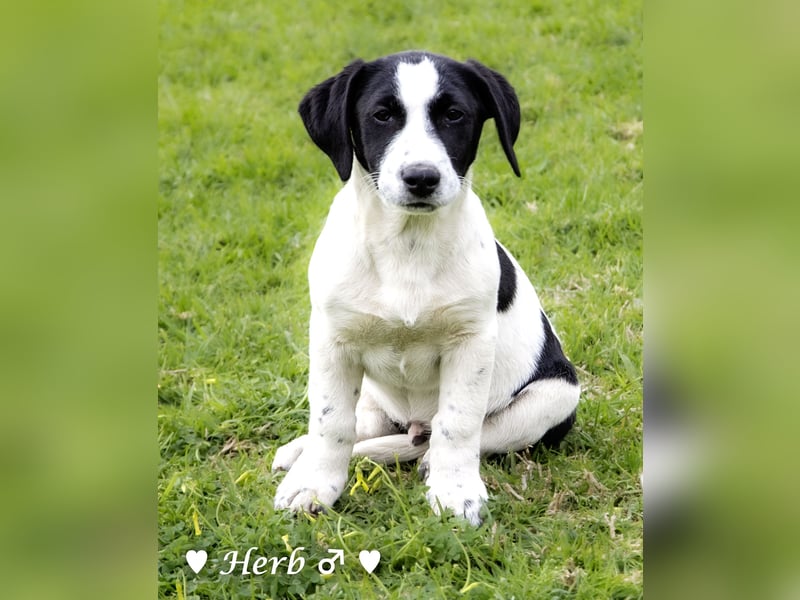 Holly, Hank, Harold und Herbie suchen ab sofort ein Zuhause
