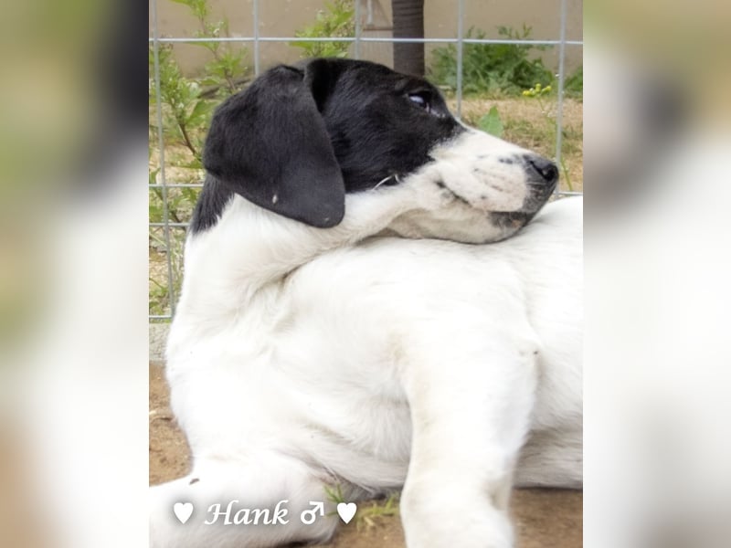 Holly und Hank  suchen ab sofort ein Zuhause