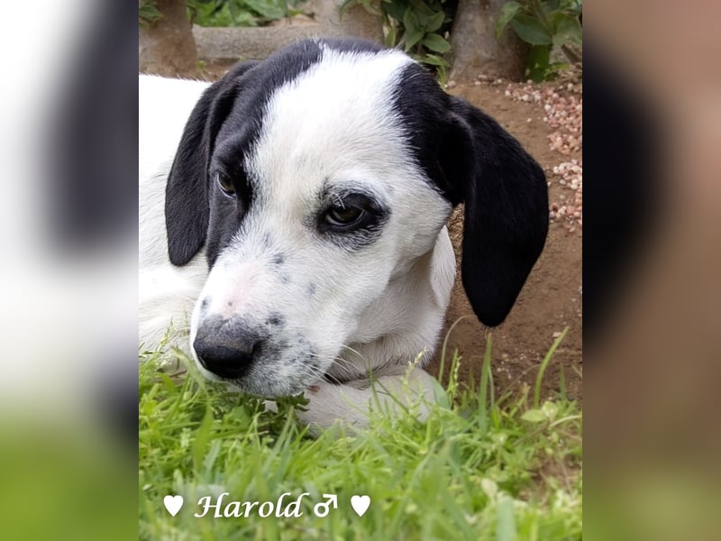 Holly, Hank, Harold und Herbie suchen ab sofort ein Zuhause