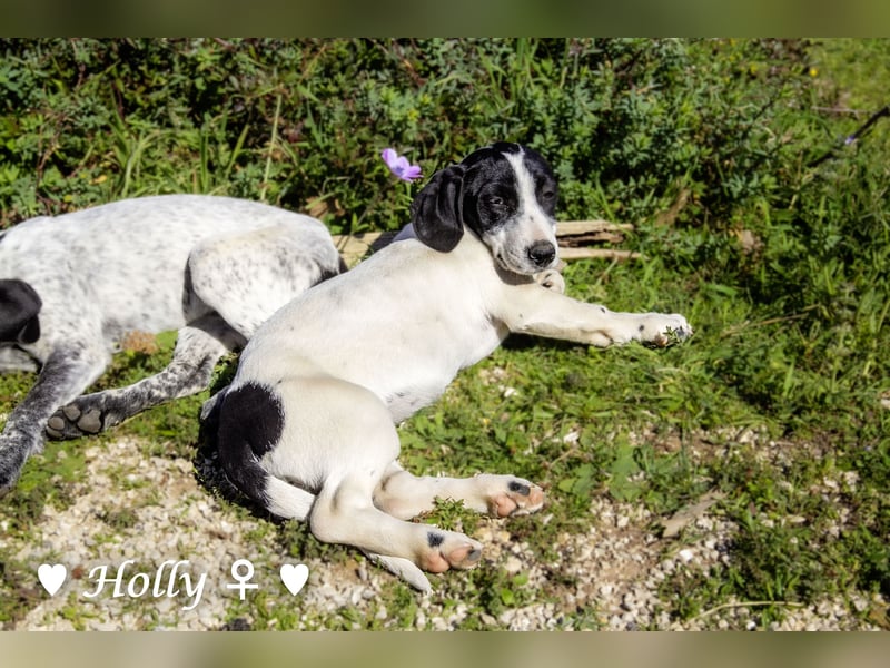 Holly, Hank und Herbie suchen ab sofort ein Zuhause