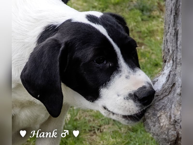 Holly und Hank  suchen ab sofort ein Zuhause