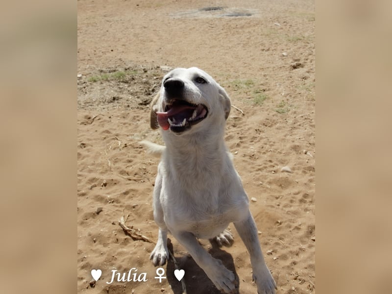 Julia, sehr freundliche Kokonidame, sucht ein Zuhause