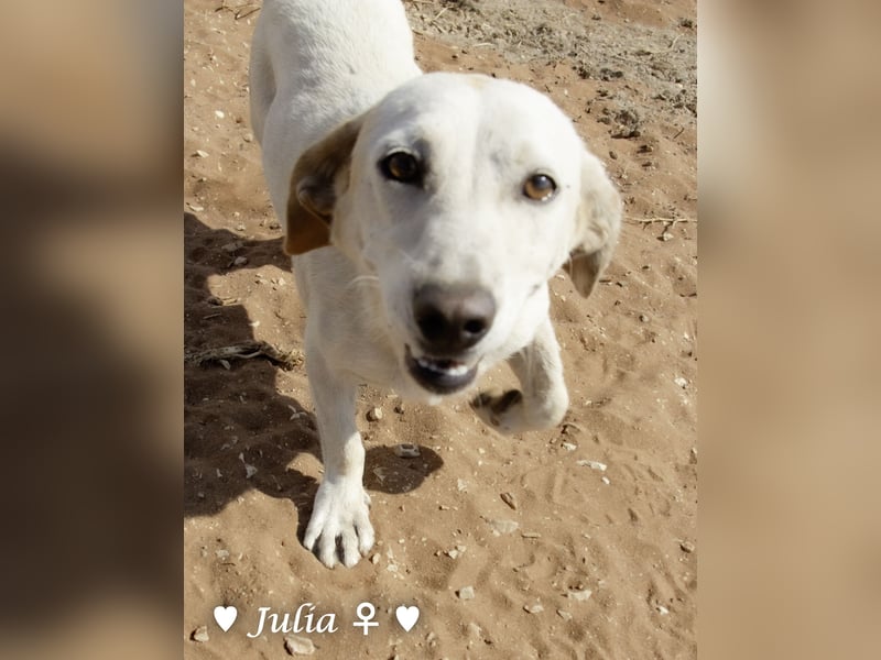 Julia, sehr freundliche Kokonidame, sucht ein Zuhause