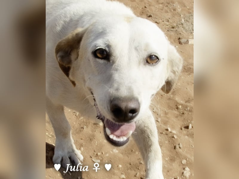 Julia, sehr freundliche Kokonidame, sucht ein Zuhause