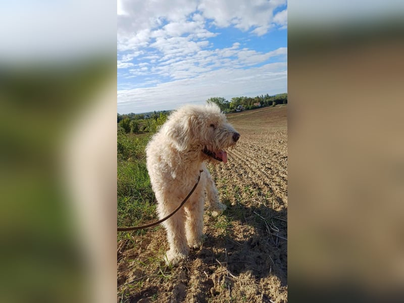 Csongor- Wo darf ich das sein, was ich bin?  Ein Bewacher und Beschützer