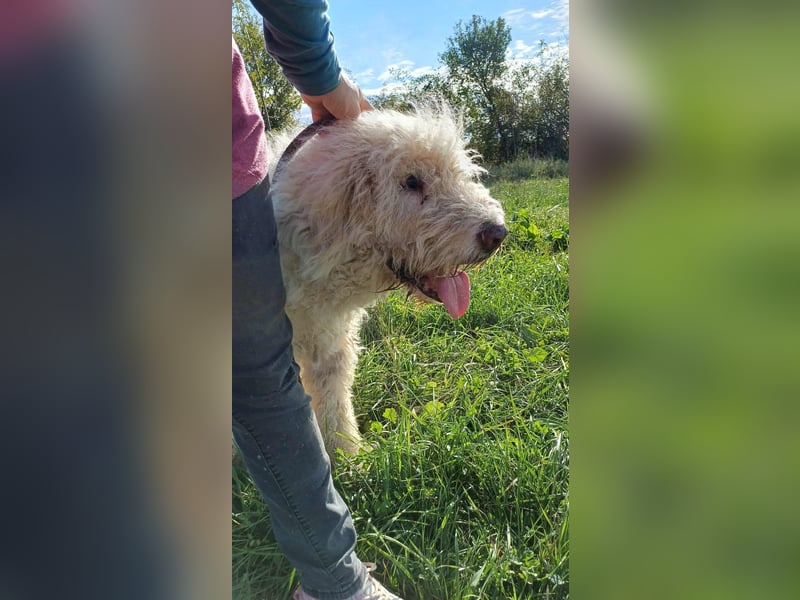 Csongor- Wo darf ich das sein, was ich bin?  Ein Bewacher und Beschützer