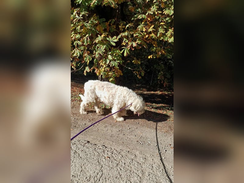 Csongor- Wo darf ich das sein, was ich bin?  Ein Bewacher und Beschützer