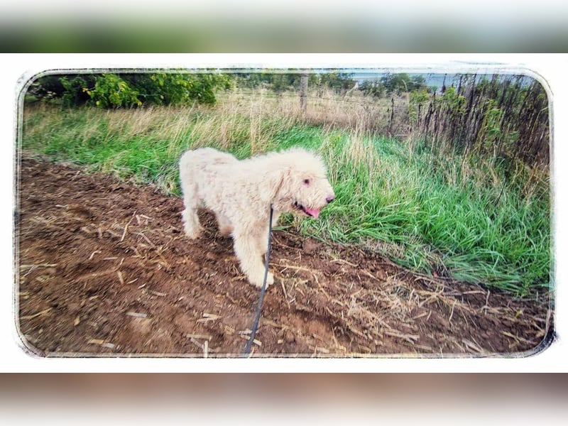 Csongor- Wo darf ich das sein, was ich bin?  Ein Bewacher und Beschützer