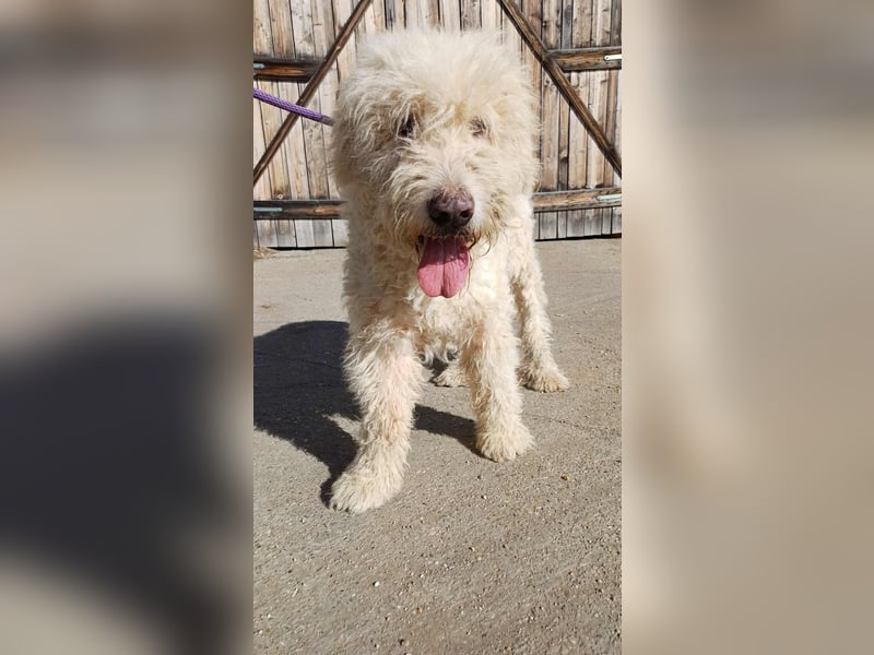 Csongor- Wo darf ich das sein, was ich bin?  Ein Bewacher und Beschützer